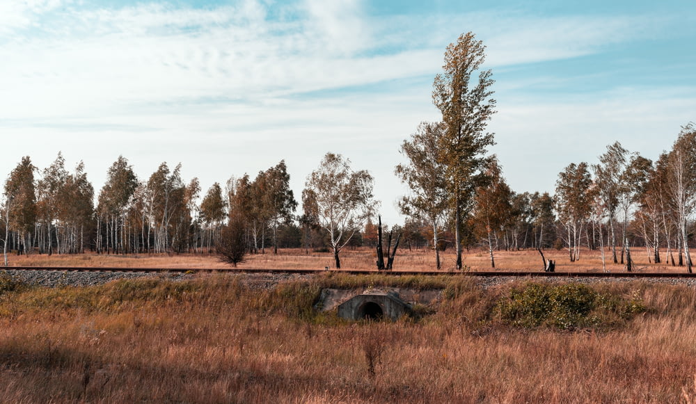 brown grass field with trees under blue sky.jpg